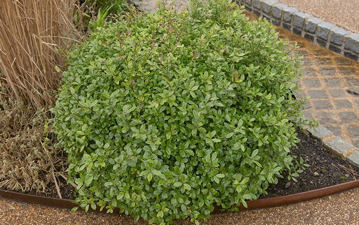 Pittosporum tenuifolium 'golf ball' box hedge alternative