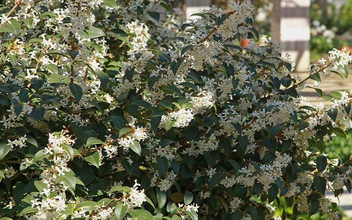 Osmanthus burkwoodii box hedge alternative