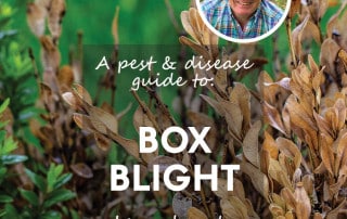 box blight feature blog image