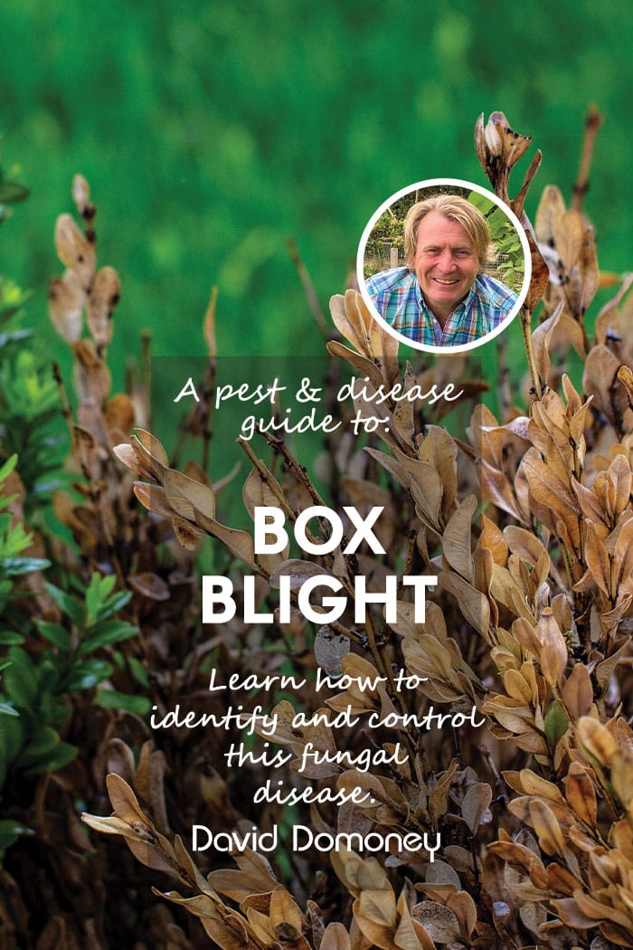 box blight feature blog image