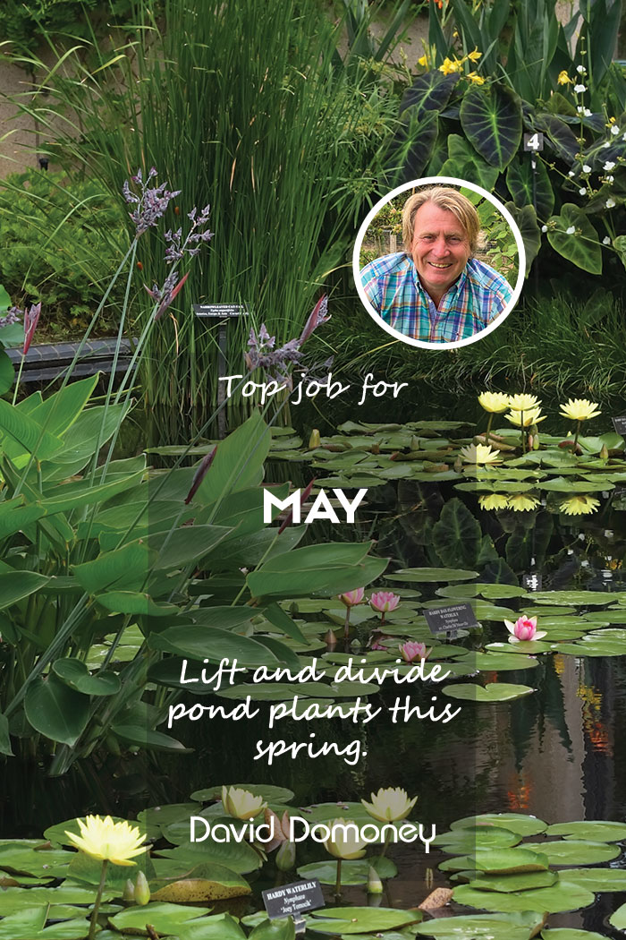 Lift and divide pond plants may blog