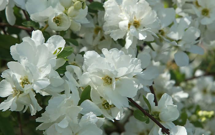 Philadelphus for June gardens