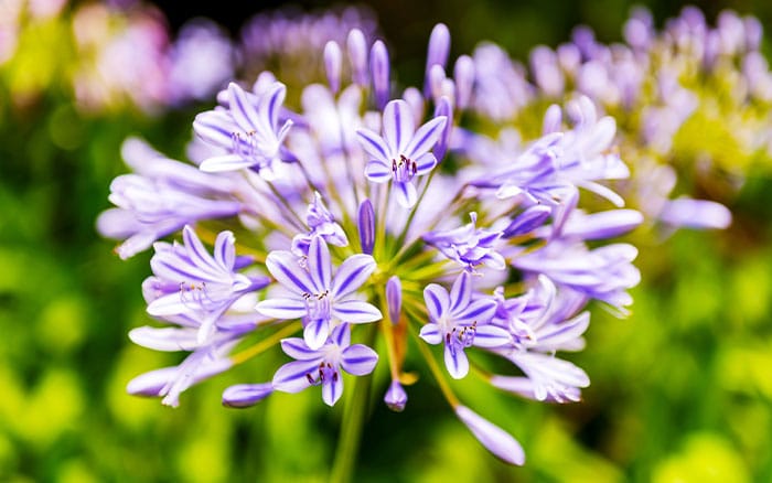 Allium in native south africa