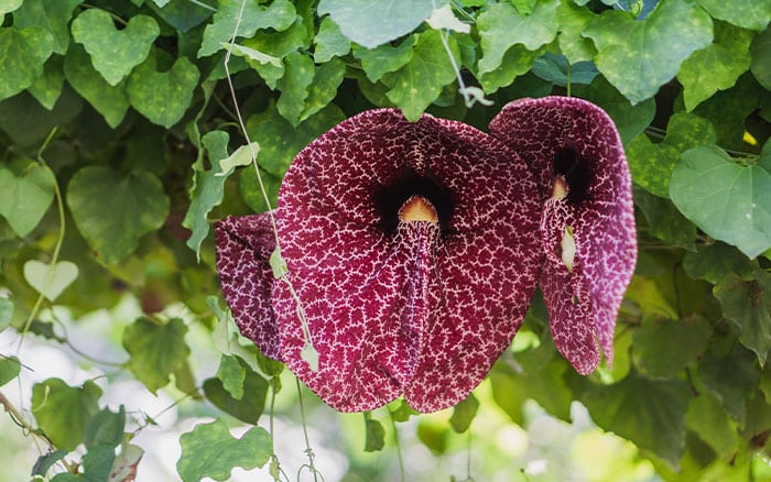 Dutchman's pipe prehistoric plant