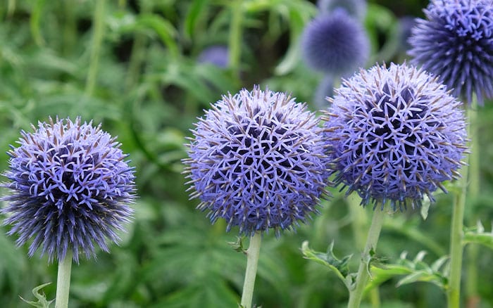 Echinops globe thistle for july gardens