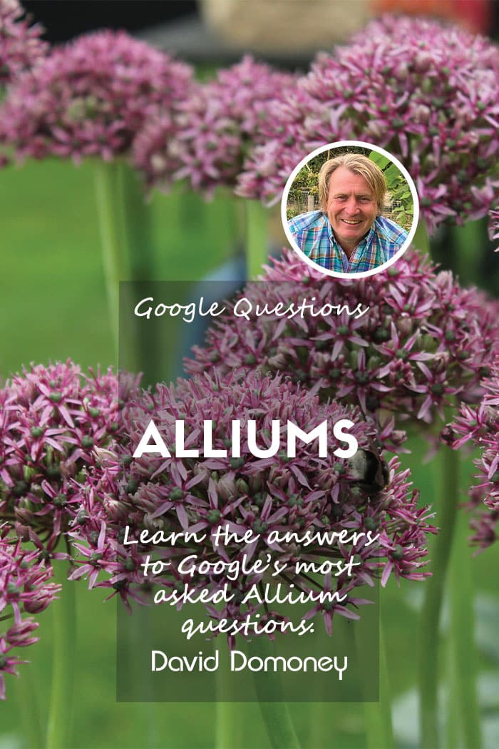 Allium feature