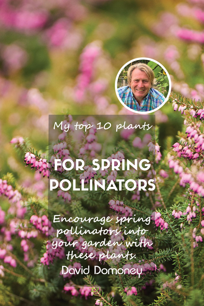 Spring pollinators feature