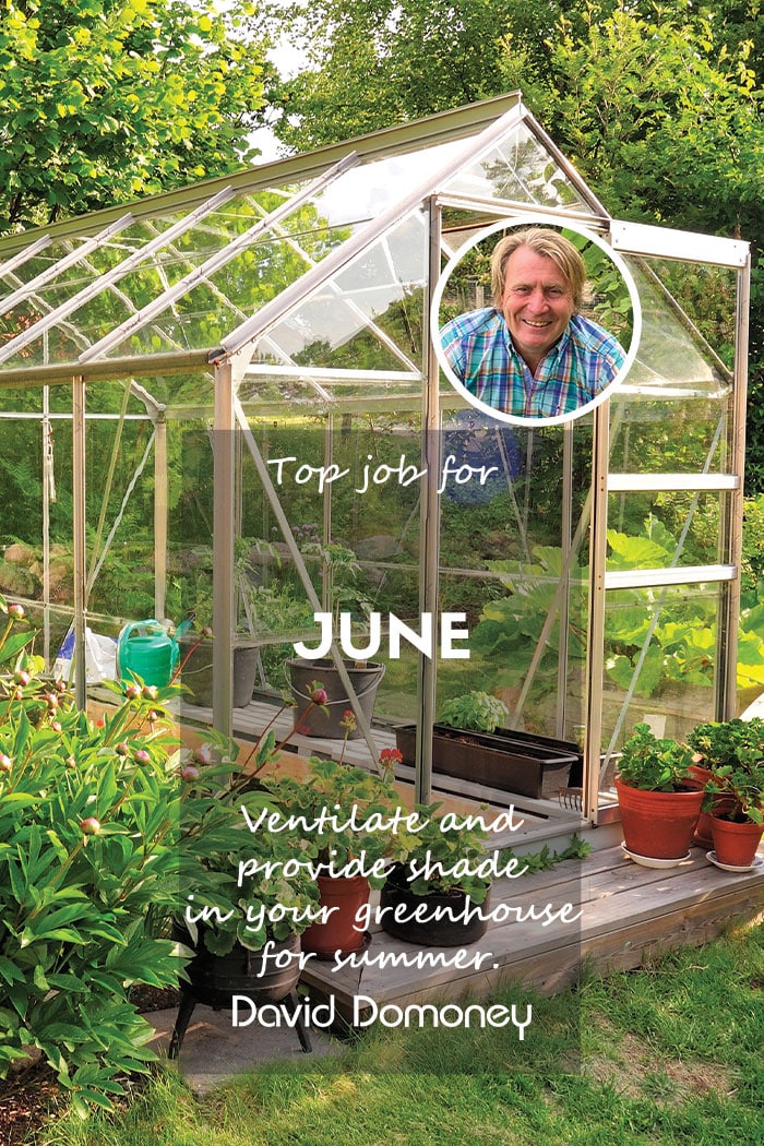 Top job june greenhouse feature