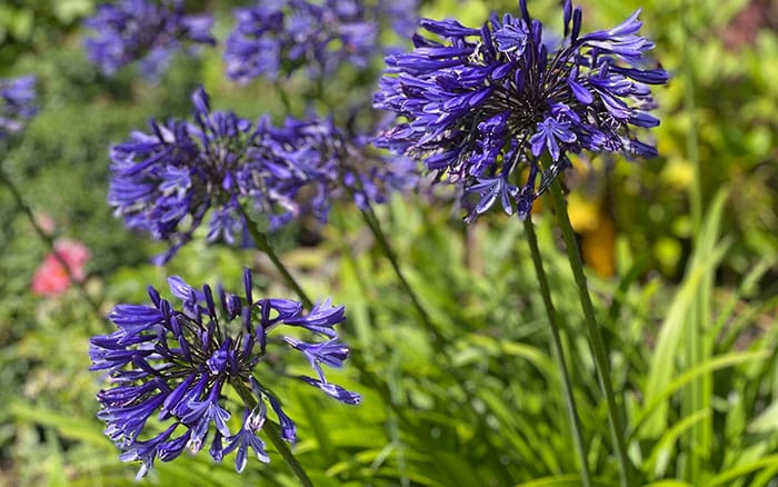 Agapanthus