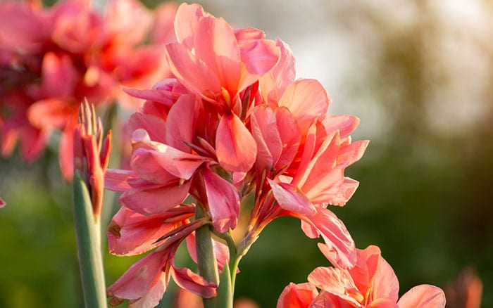 Canna plant flower