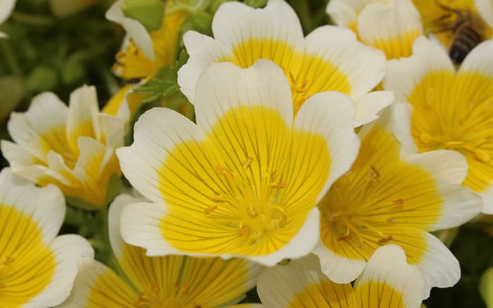 Limnanthes douglasii