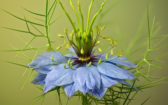 love-in-a-mist plant for biography