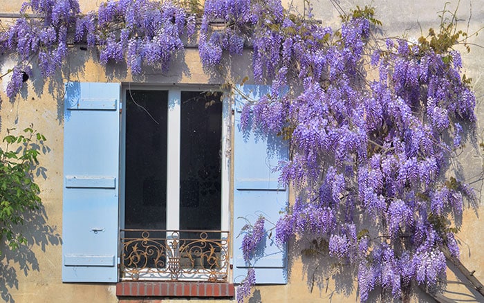 Wisteria over a window