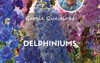 Google delphinium questions feature blog