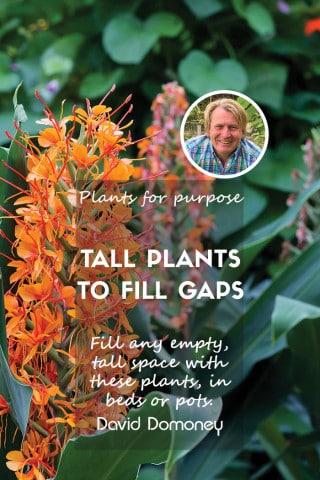 Tall plants for gaps