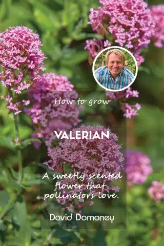 How to grow valerian blog feature