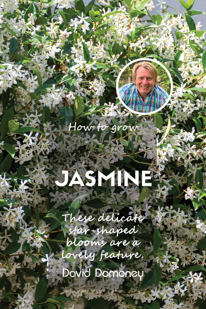 How to grow Jasmine feature