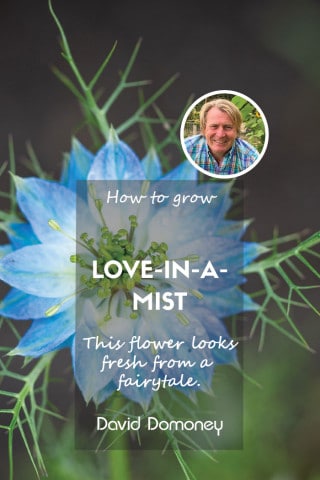 Love-in-a-mist how to grow feature image