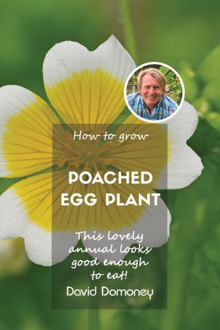 How to grow poached egg plant feature