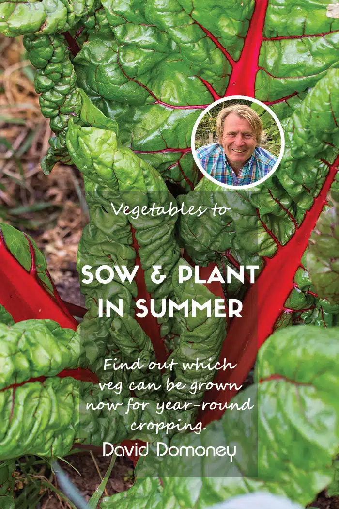 Sow and grow summer feature