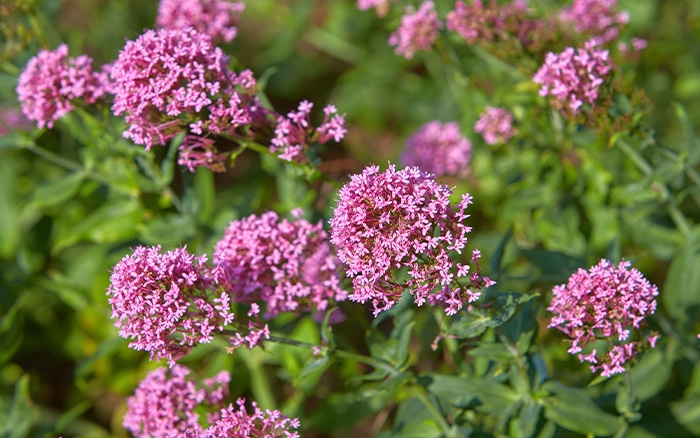 How to grow valerian - David Domoney