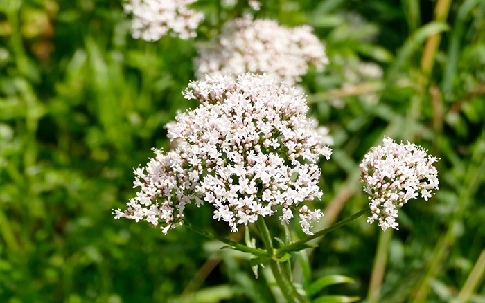 How to grow valerian - David Domoney