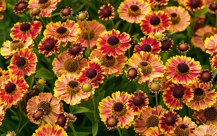 Sneezeweed