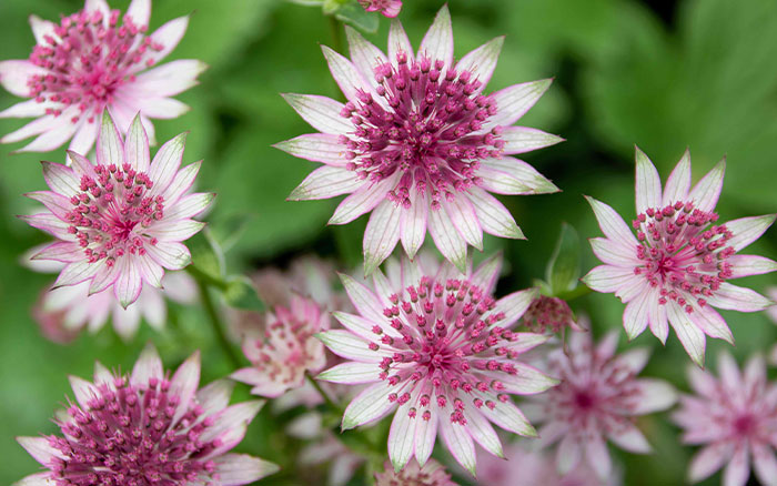 Astrantia or masterwort