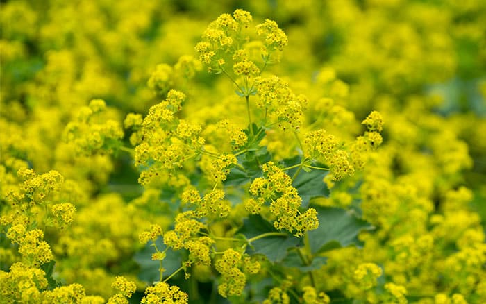 lady's mantle