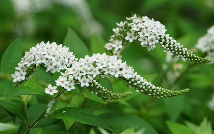 Lysimachia clethroides flowers