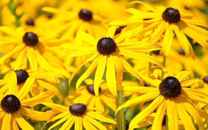 rudbeckia coneflower