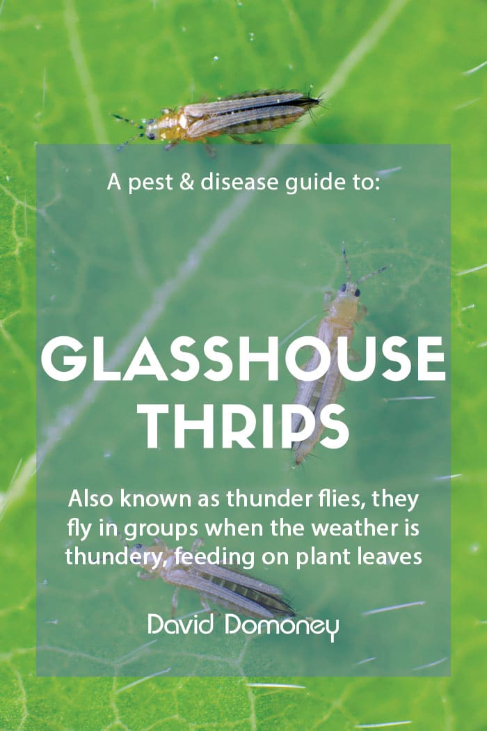 A pest & disease guide to glasshouse thrips