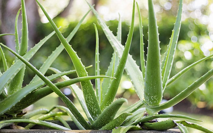 Aloe Vera houseplant