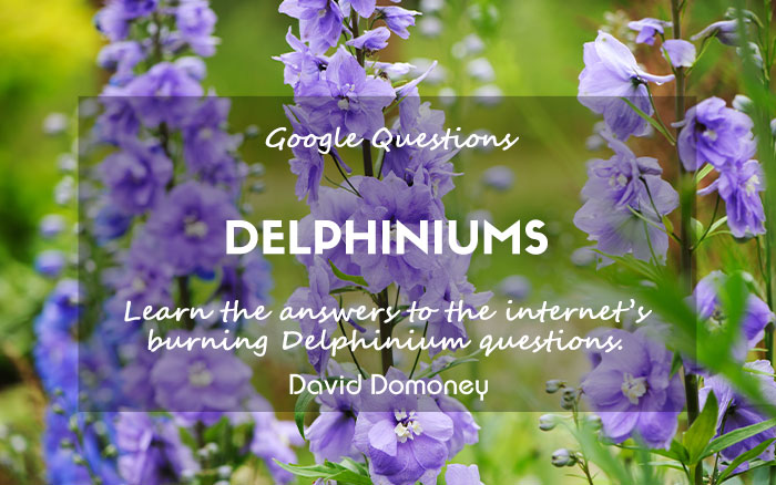 Delphiniums how to grow