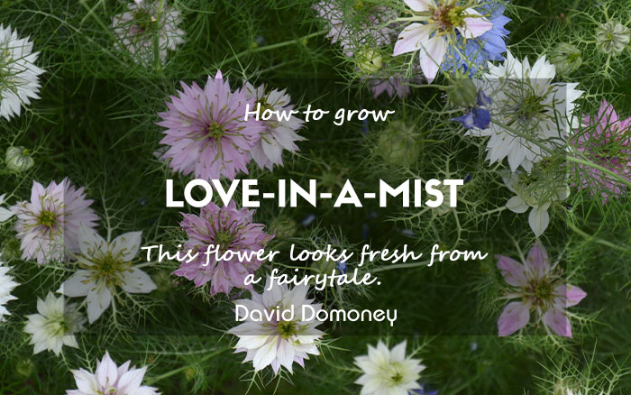 love-in-a-mist flowers how to grow