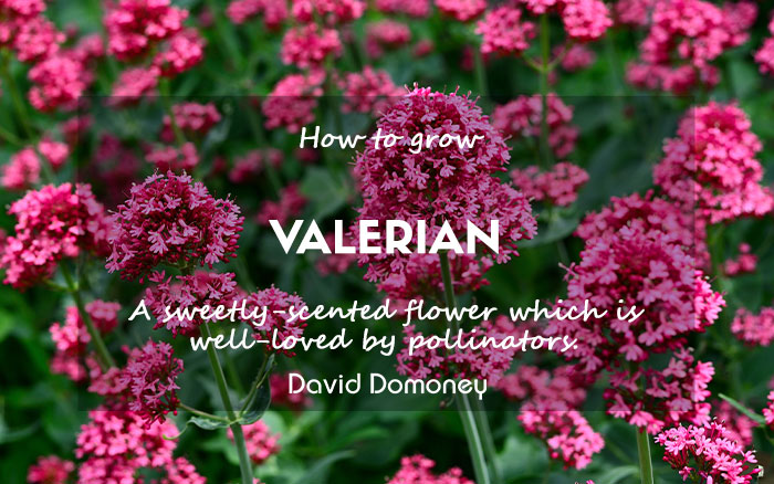 Valerian how to grow blog