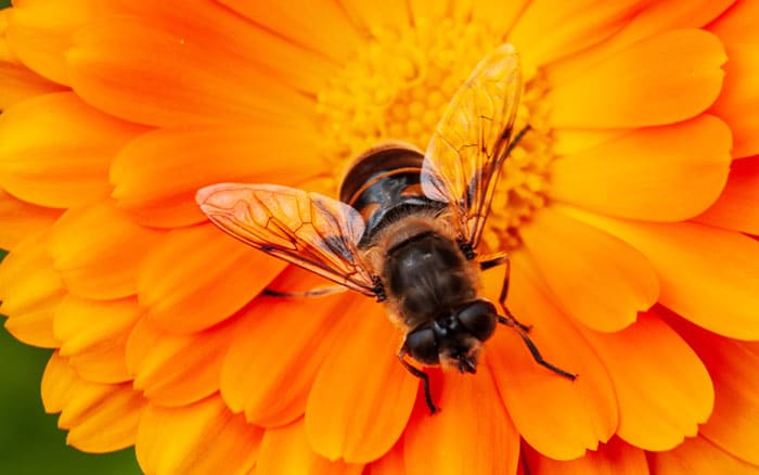 bee on a marigold