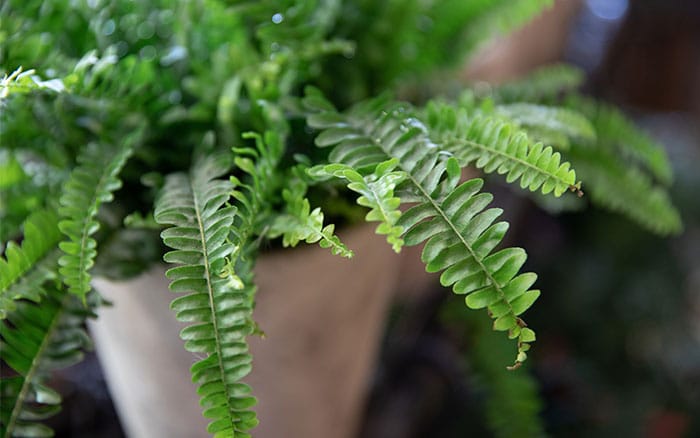 boston fern Nephrolepsis exaltata