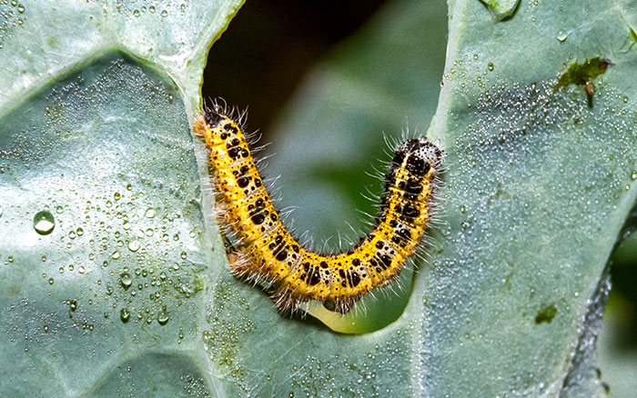 a caterpillar eating the leaf of a plant