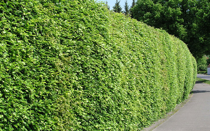 Hedge