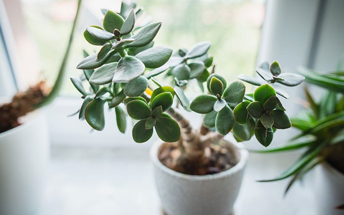 Jade plant