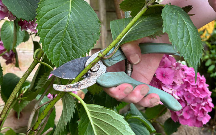 cutting hydrangea stems