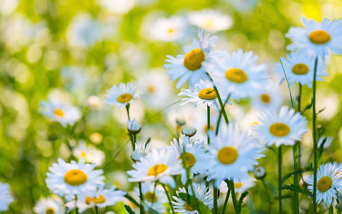 Daisies-in-meadow