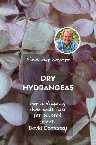 how to dry hydrangeas feature