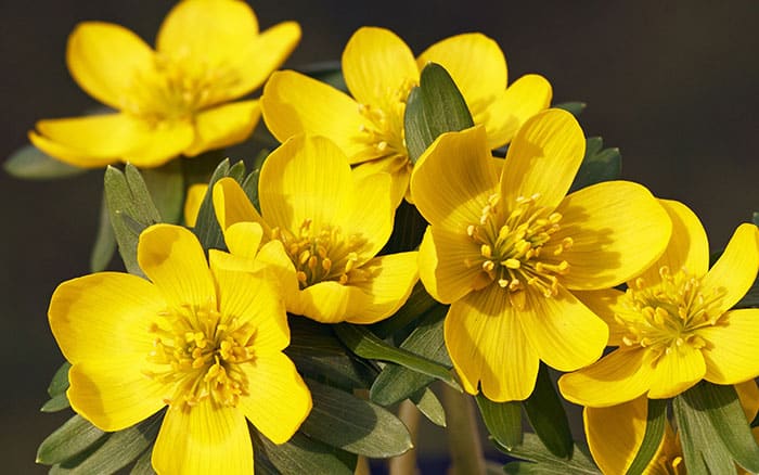 Eranthis hyemalis (Winter Aconite)