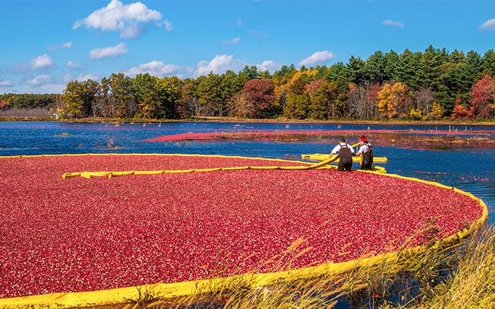 Floating cranberries