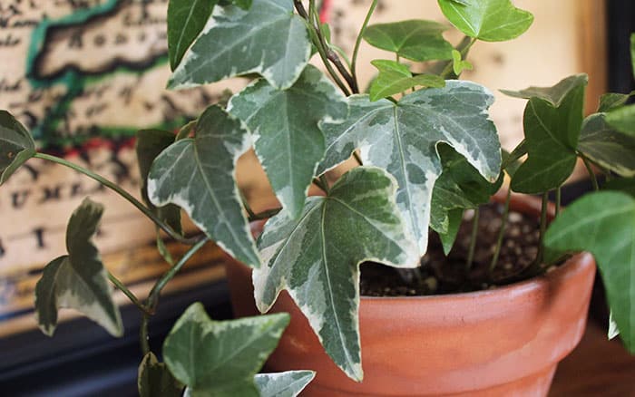 hedera helix english ivy