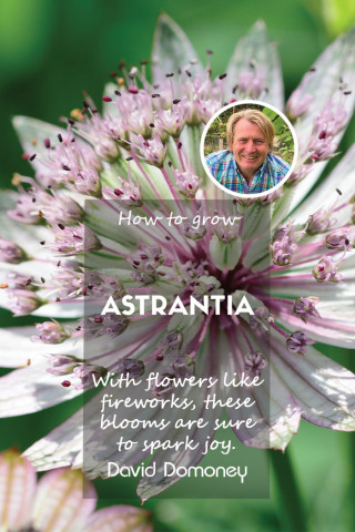 how to grow astrantia feature