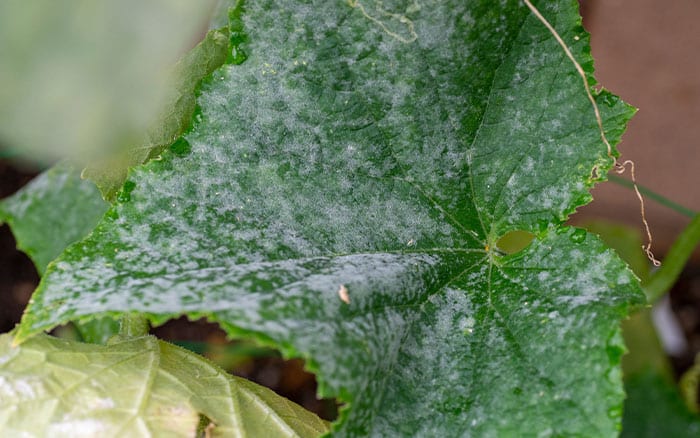 Powdery mildew on cucumber leaves