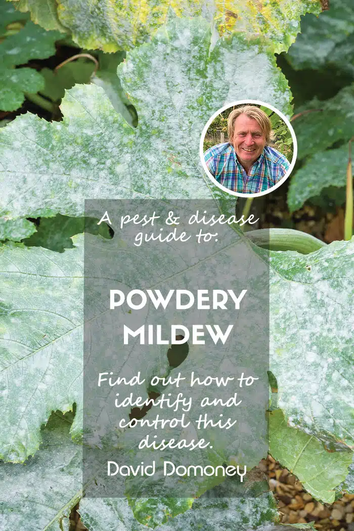 Pest and disease guide to powdery mildew feature